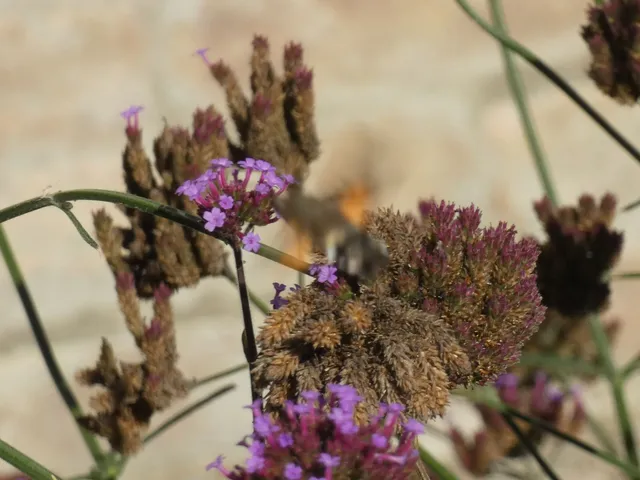 Macroglossum stellatarum - kacsafarkú szender