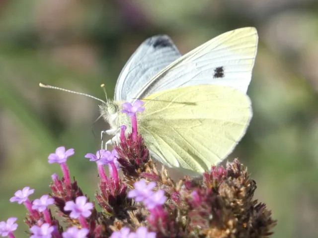 Pieris rapae - répalepke