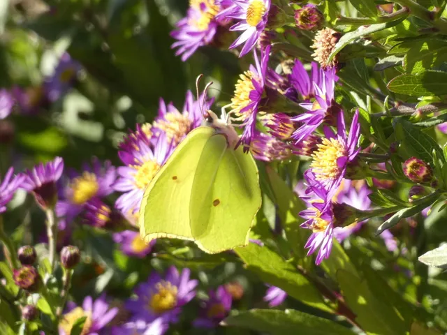 Gonepteryx rhamni - citromlepke