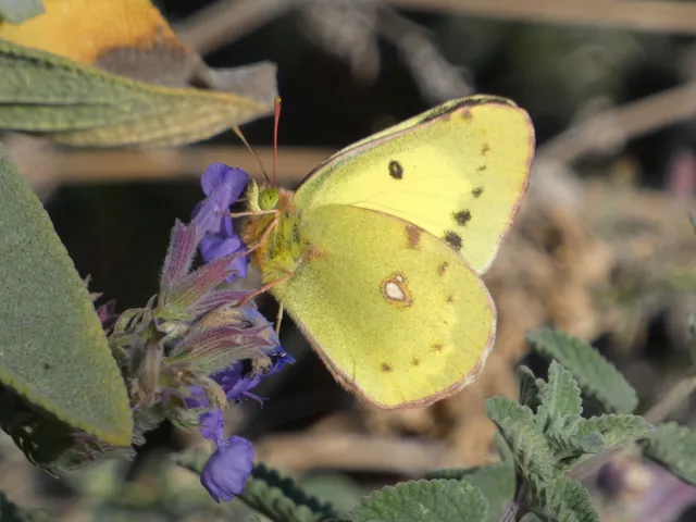 Colias erate - csángó-kéneslepke