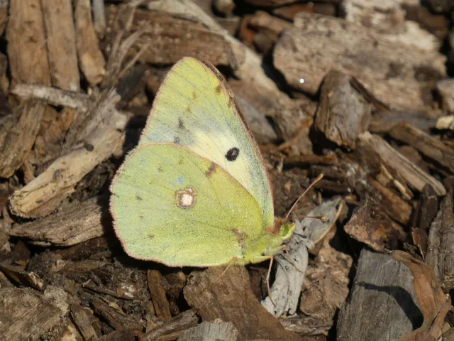 Colias croceus - sáfránylepke
