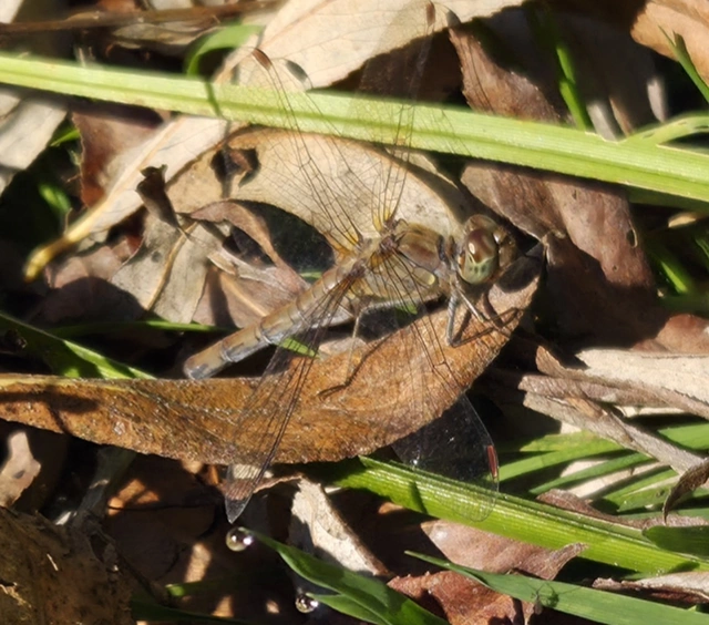 Sympetrum striolatum - harántsávos katona-szitakötő