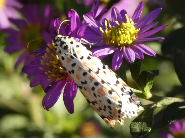 Utetheisa pulchella - vérpettyes medvelepke