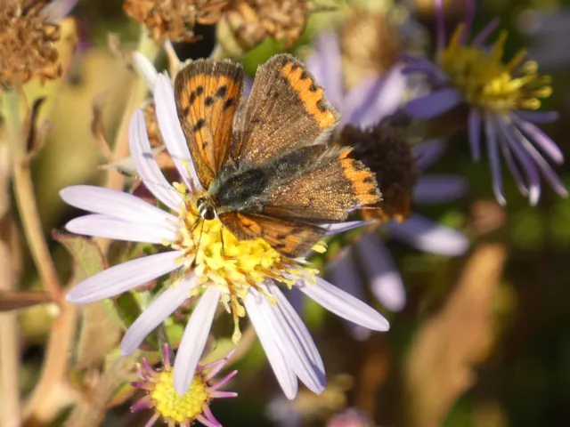 Lycaena phlaeas - közönséges tűzlepke
