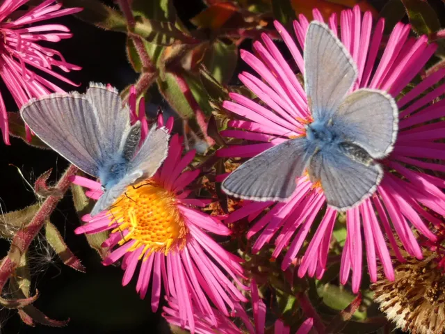 Polyommatus icarus - közönséges boglárka