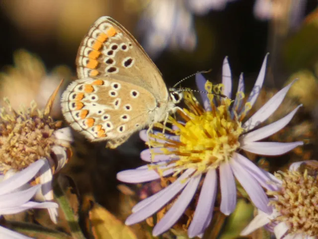 Aricia agestis - szerecsenboglárka