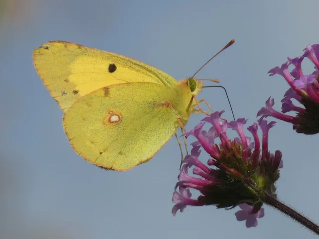 Colias croceus - sáfránylepke