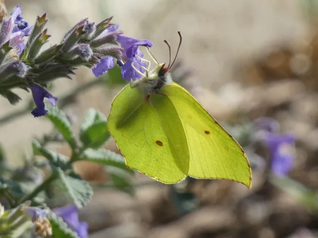 Gonepteryx rhamni - citromlepke