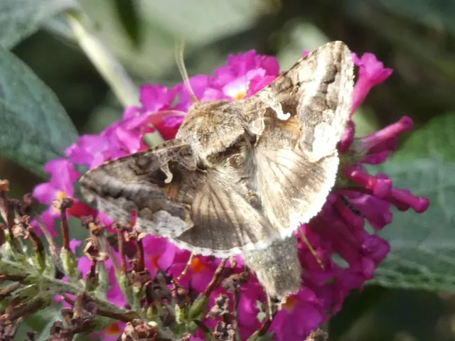 Autographa gamma - gammalepke