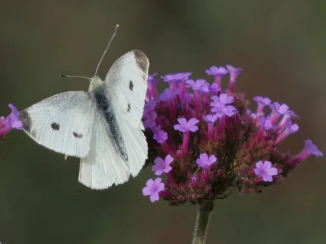 Pieris rapae - répalepke