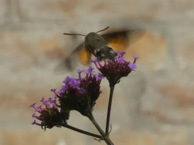 Macroglossum stellatarum - kacsafarkú szender