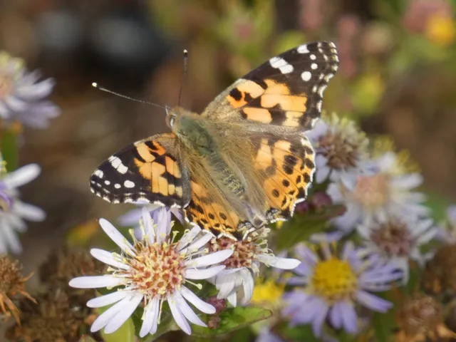 Vanessa cardui - bogáncslepke