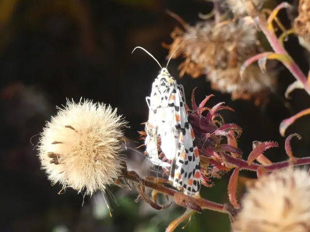 Utetheisa pulchella - vérpettyes medvelepke