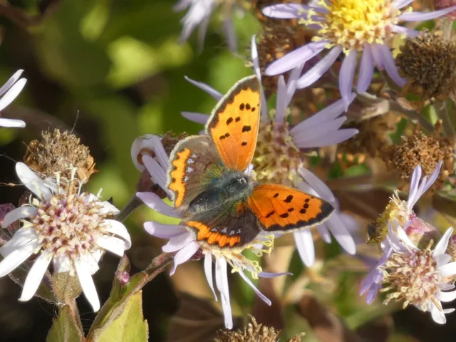 Lycaena phlaeas - közönséges tűzlepke