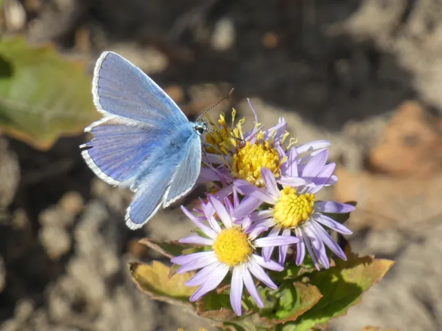 Polyommatus icarus - közönséges boglárka