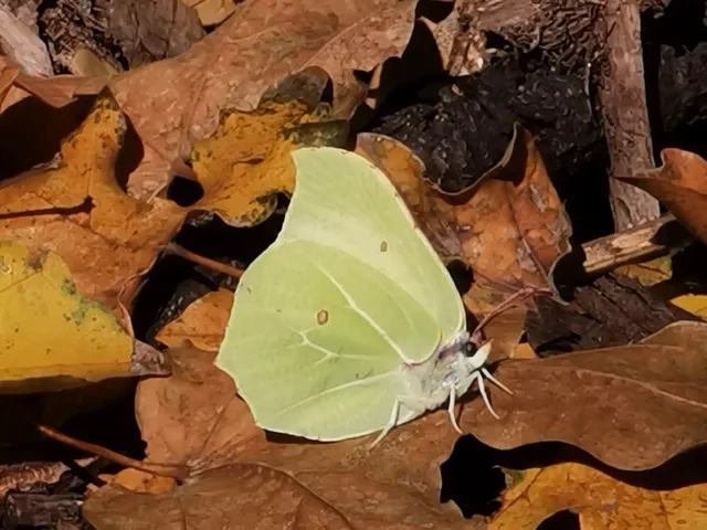 Gonepteryx rhamni - citromlepke