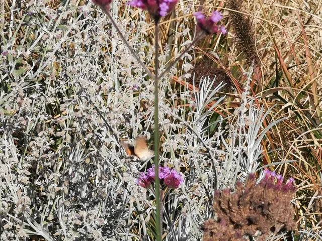 Macroglossum stellatarum - kacsafarkú szender