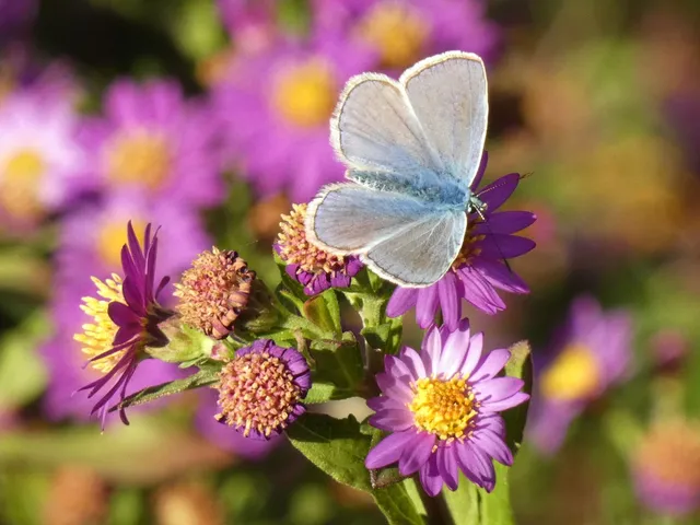 Polyommatus icarus - közönséges boglárka