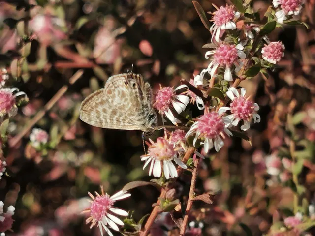 Leptotes pirithous - déli boglárka