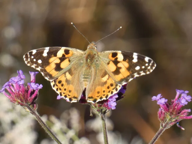 Vanessa cardui - bogáncslepke