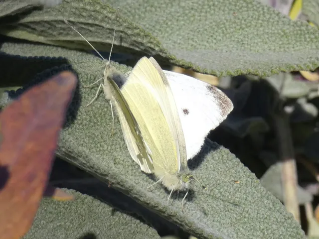 Pieris rapae - répalepke