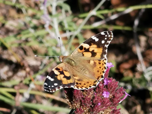 Vanessa cardui - bogáncslepke