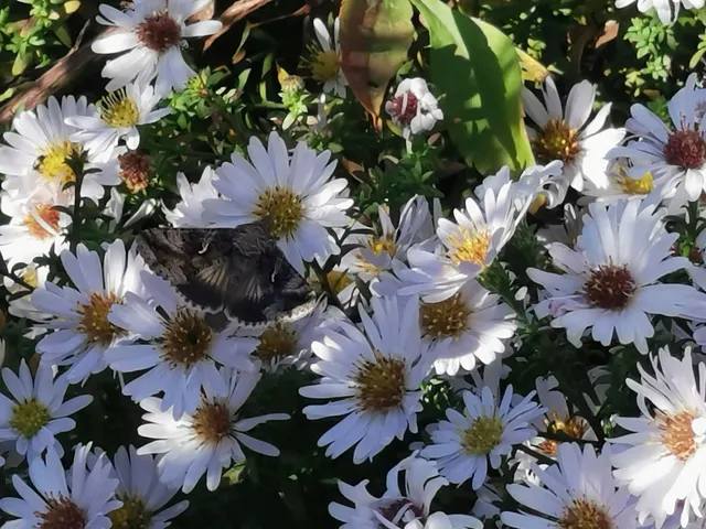 Autographa gamma - gammalepke