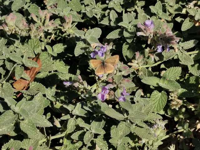 Polyommatus icarus - közönséges boglárka