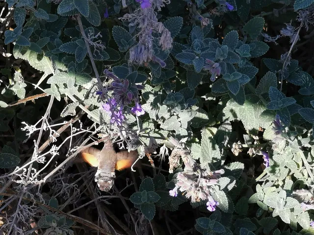 Macroglossum stellatarum - kacsafarkú szender