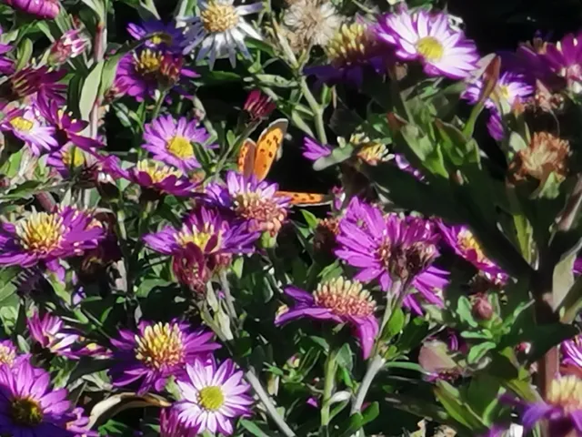 Lycaena phlaeas - közönséges tűzlepke
