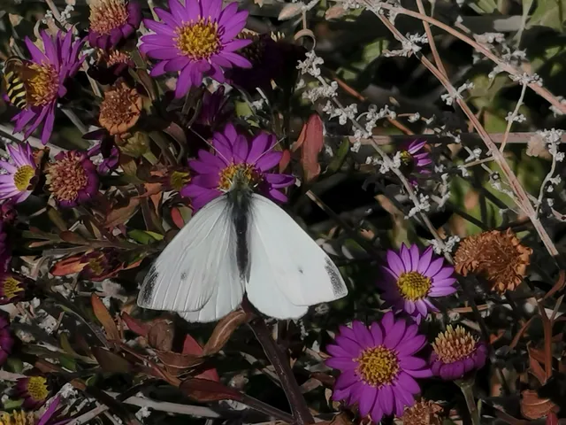 Pieris rapae - répalepke