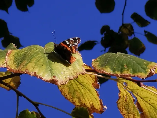 Vanessa atalanta - atalantalepke
