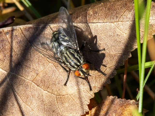 Sarcophagidae - húslégyfélék
