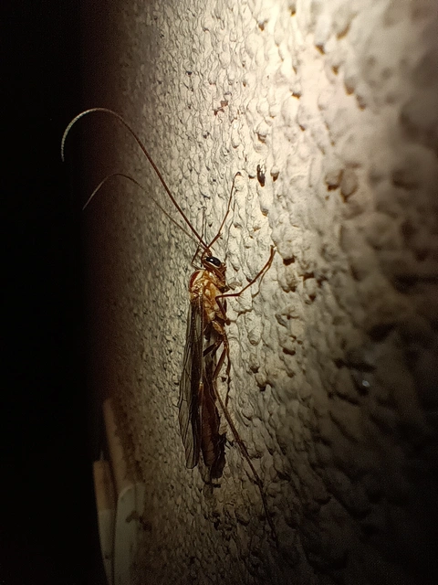 Ophion obscuratus