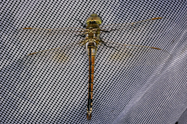 Anax ephippiger - vándor óriásacsa