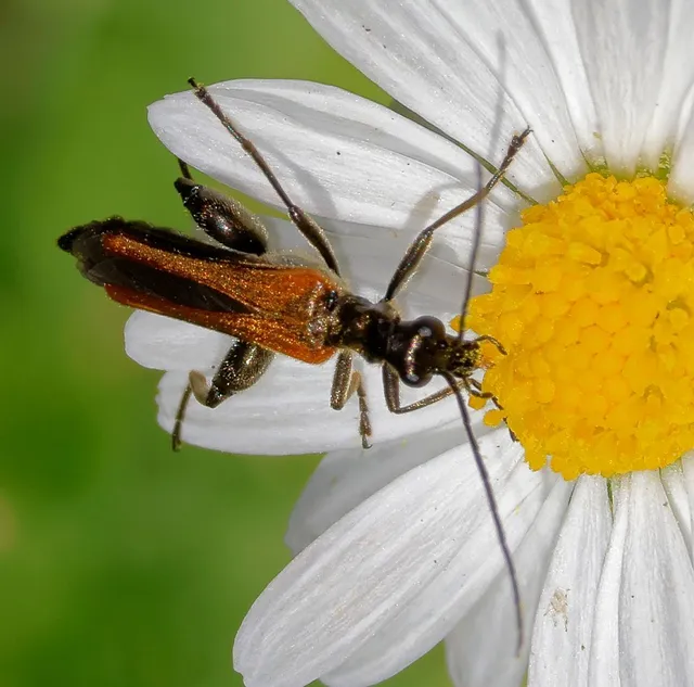 Oedemera femorata - sárgahátú álcincér