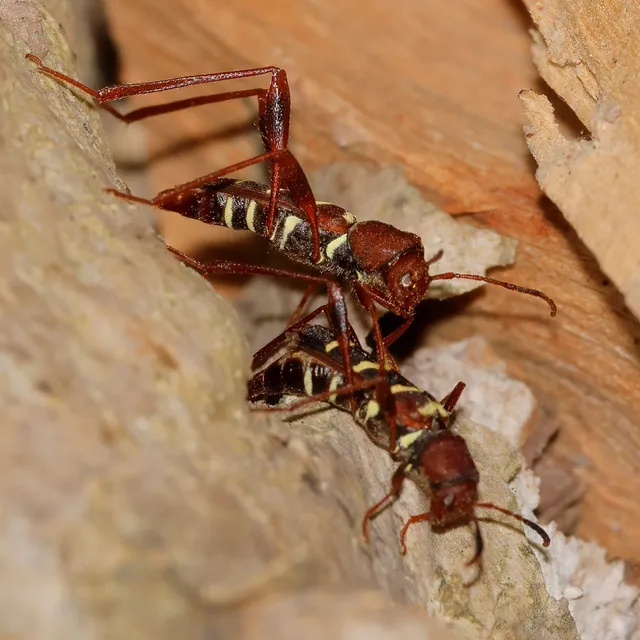 Neoclytus acuminatus - amerikai darázscincér
