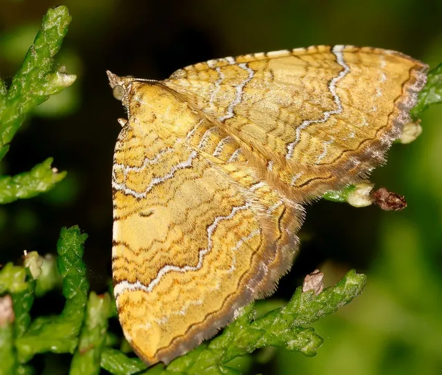 Camptogramma bilineata - kétvonalas sávosaraszoló