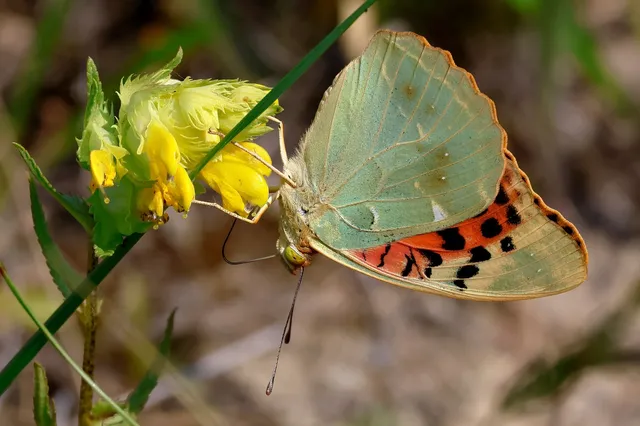 Argynnis pandora - zöldes gyöngyházlepke