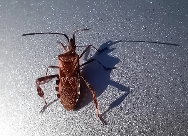 Leptoglossus occidentalis - nyugati levéllábú poloska Leptoglossus occidentalis - nyugati levéllábú poloska