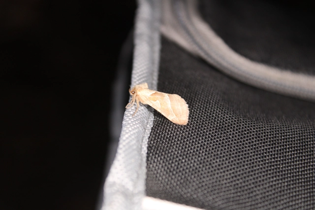 Triodia sylvina - kis gyökérrágólepke