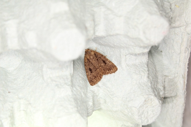 Amphipyra berbera/pyramidea