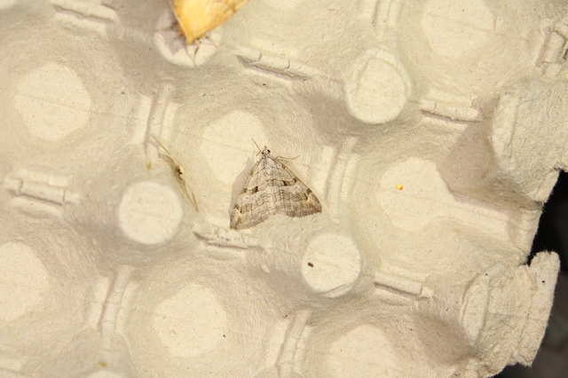Aplocera efformata/plagiata