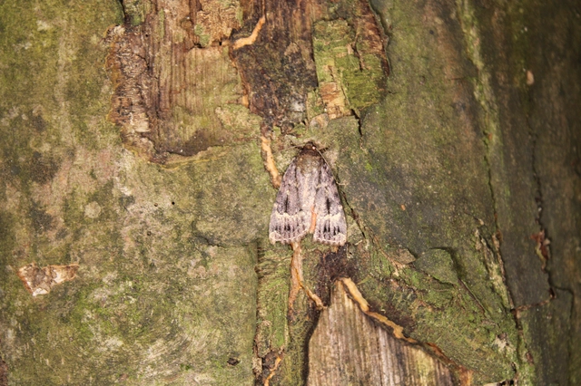 Amphipyra pyramidea - fahéjszínű bagoly