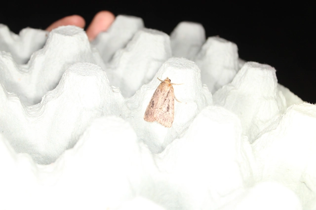 Amphipyra berbera/pyramidea