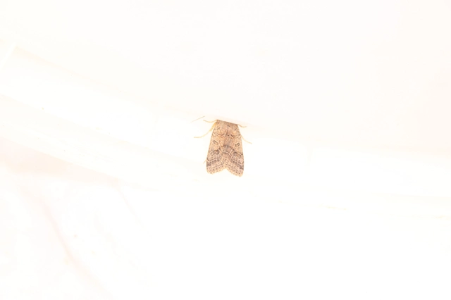 Anchoscelis nitida - rozsdabarna őszibagoly