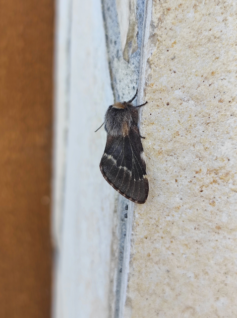 Poecilocampa populi - nyárfaszövő