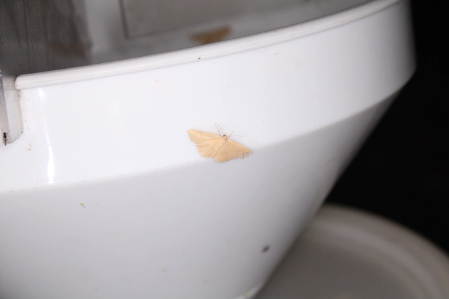 Cyclophora ruficiliaria - vörösrojtú pettyesaraszoló