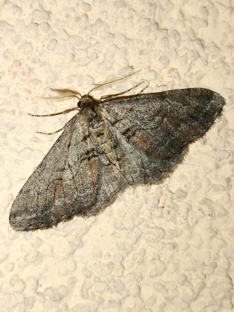 Agriopis bajaria - kökény-téliaraszoló