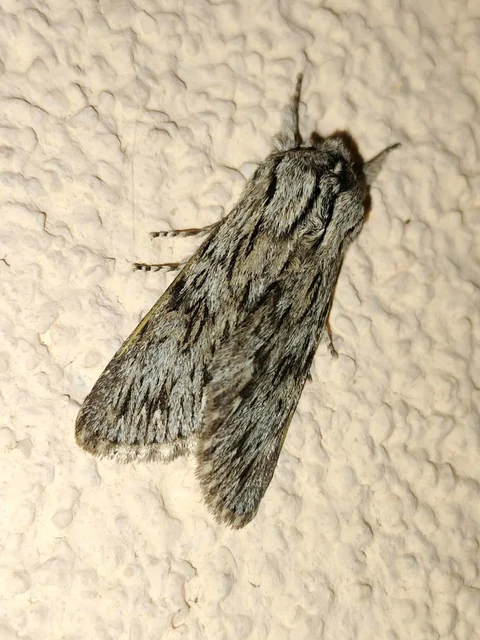 Asteroscopus sphinx - csillagnéző bundásbagoly